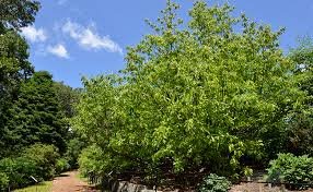 Arbre de Franklin